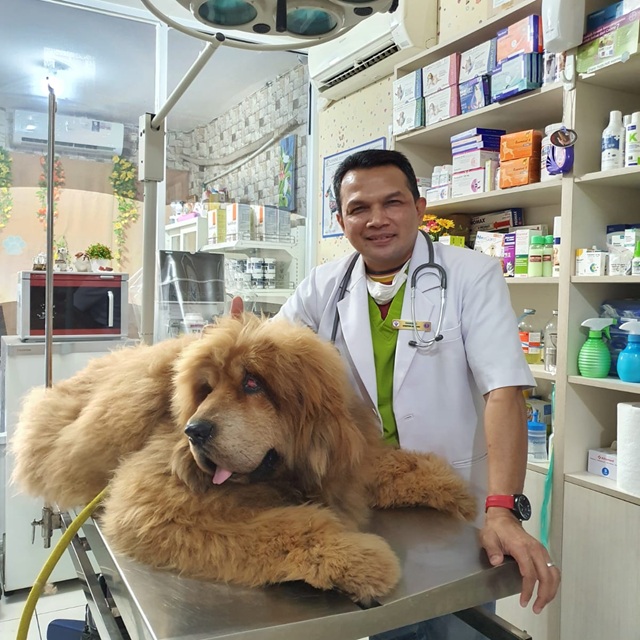 Dokter hewan profesional